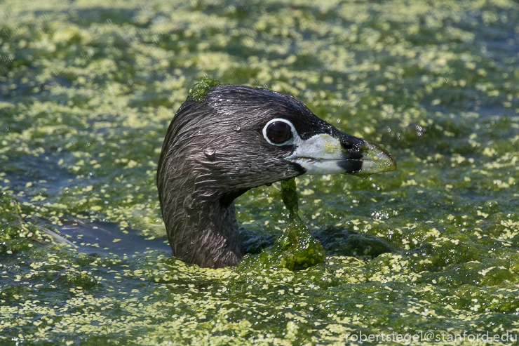 emily renzel wetlands